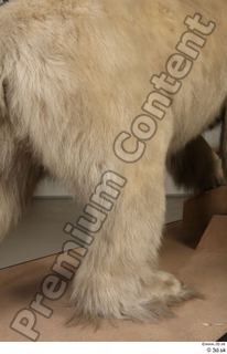 Polar bear leg 0049.jpg